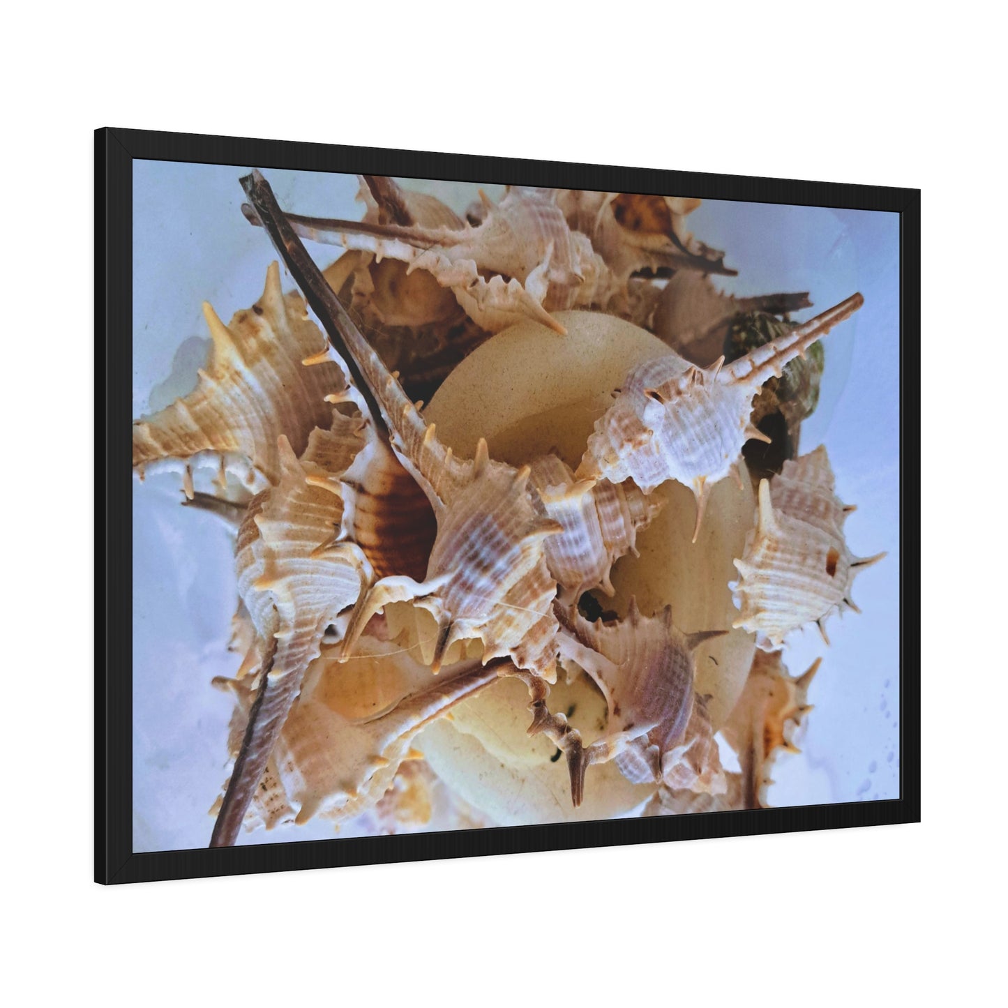 Shells (framed print)